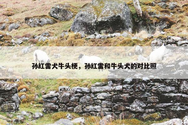 孙红雷犬牛头梗，孙红雷和牛头犬的对比照