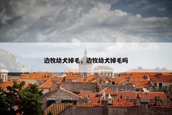 边牧幼犬掉毛，边牧幼犬掉毛吗