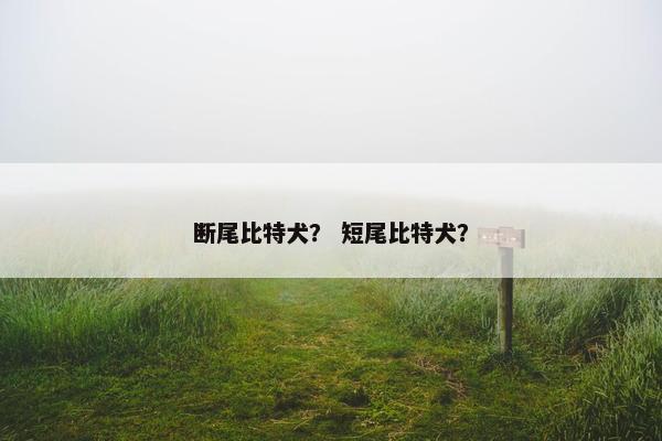 断尾比特犬？ 短尾比特犬？