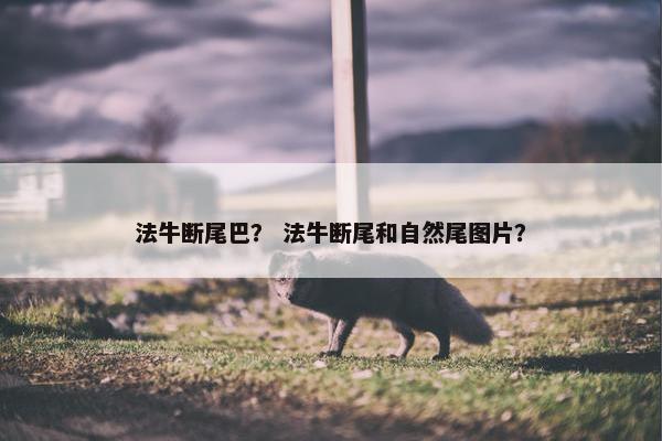 法牛断尾巴？ 法牛断尾和自然尾图片？
