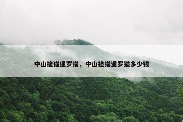 中山捡猫暹罗猫，中山捡猫暹罗猫多少钱