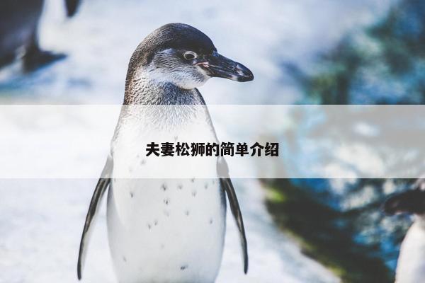 夫妻松狮的简单介绍