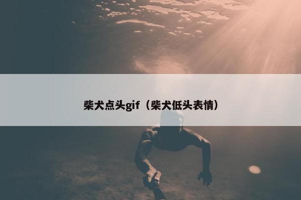 柴犬点头gif（柴犬低头表情）