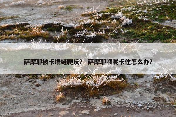 萨摩耶被卡墙缝爬反？ 萨摩耶喉咙卡住怎么办？