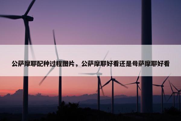 公萨摩耶配种过程图片，公萨摩耶好看还是母萨摩耶好看