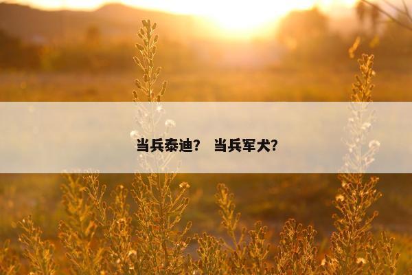 当兵泰迪？ 当兵军犬？