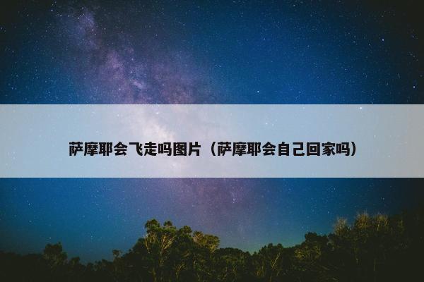 萨摩耶会飞走吗图片（萨摩耶会自己回家吗）