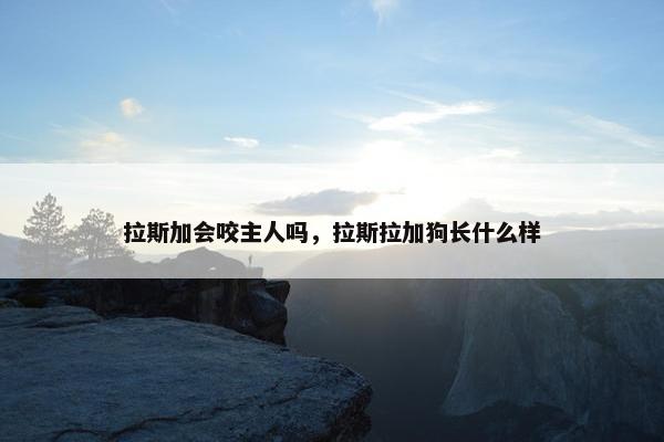 拉斯加会咬主人吗，拉斯拉加狗长什么样