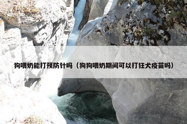 狗喂奶能打预防针吗（狗狗喂奶期间可以打狂犬疫苗吗）