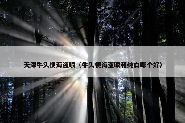 天津牛头梗海盗眼（牛头梗海盗眼和纯白哪个好）