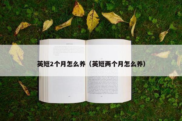 英短2个月怎么养（英短两个月怎么养）