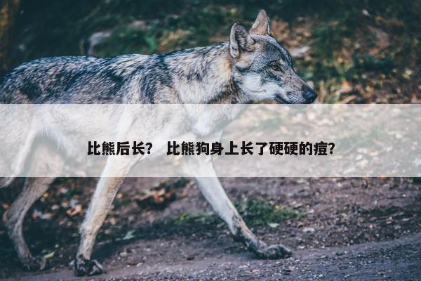 比熊后长？ 比熊狗身上长了硬硬的痘？