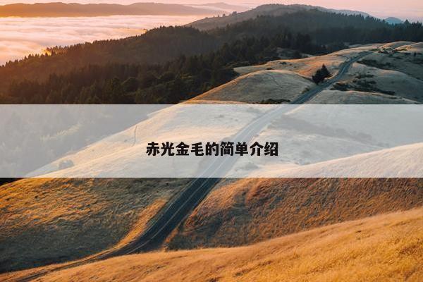赤光金毛的简单介绍