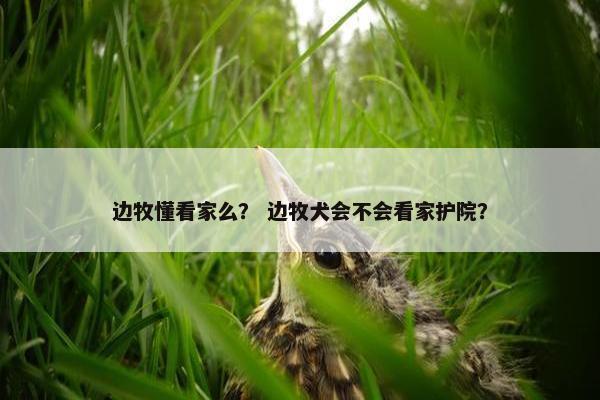 边牧懂看家么？ 边牧犬会不会看家护院？