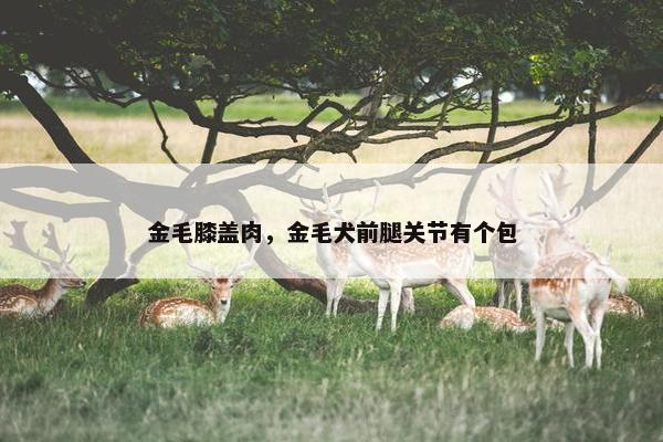 金毛膝盖肉，金毛犬前腿关节有个包