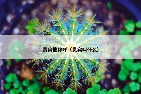 贵宾他称呼（贵宾叫什么）