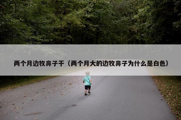 两个月边牧鼻子干（两个月大的边牧鼻子为什么是白色）