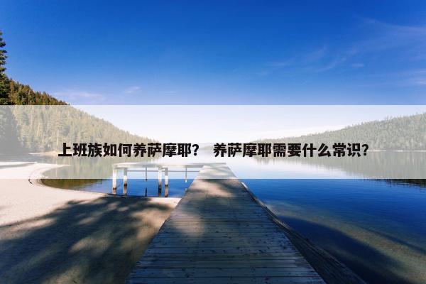 上班族如何养萨摩耶？ 养萨摩耶需要什么常识？