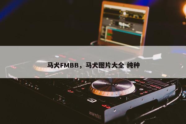 马犬FMBB，马犬图片大全 纯种