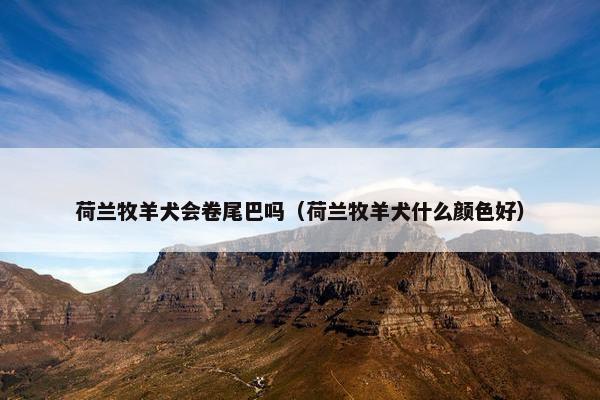 荷兰牧羊犬会卷尾巴吗（荷兰牧羊犬什么颜色好）