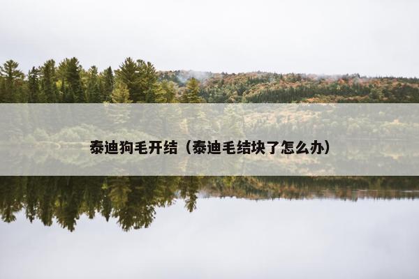 泰迪狗毛开结（泰迪毛结块了怎么办）