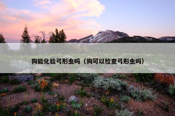 狗能化验弓形虫吗（狗可以检查弓形虫吗）