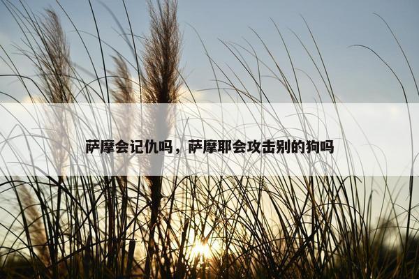 萨摩会记仇吗，萨摩耶会攻击别的狗吗