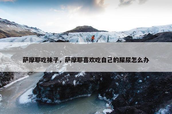 萨摩耶吃袜子，萨摩耶喜欢吃自己的屎尿怎么办