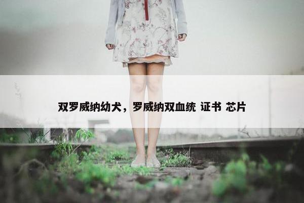 双罗威纳幼犬，罗威纳双血统 证书 芯片