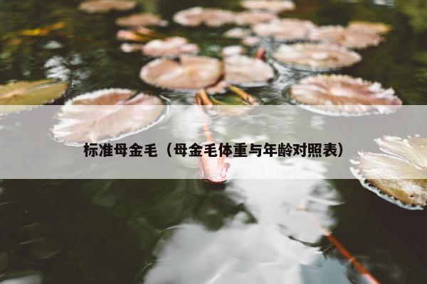 标准母金毛（母金毛体重与年龄对照表）