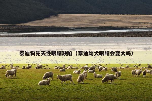 泰迪狗先天性眼睛缺陷（泰迪幼犬眼睛会变大吗）