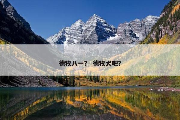 德牧八一？ 德牧犬吧？