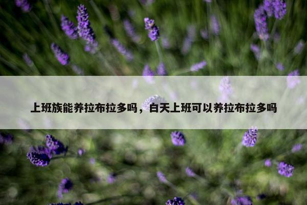 上班族能养拉布拉多吗，白天上班可以养拉布拉多吗