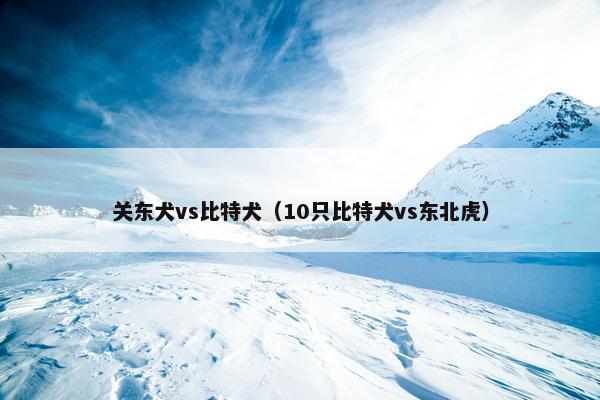 关东犬vs比特犬（10只比特犬vs东北虎）