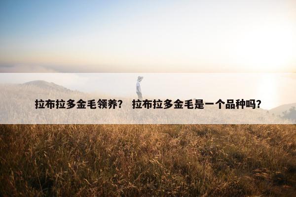 拉布拉多金毛领养？ 拉布拉多金毛是一个品种吗？