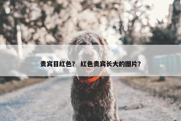 贵宾目红色？ 红色贵宾长大的图片？