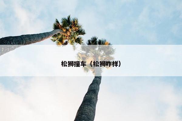 松狮撞车（松狮咋样）