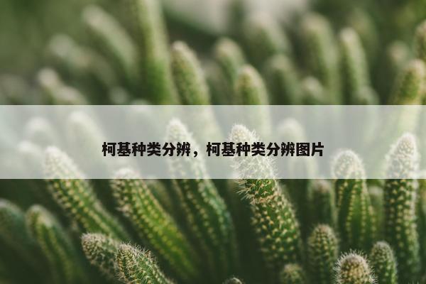柯基种类分辨，柯基种类分辨图片