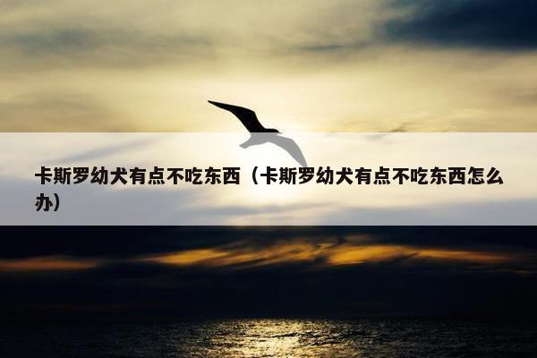 卡斯罗幼犬有点不吃东西（卡斯罗幼犬有点不吃东西怎么办）