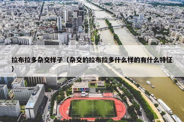 拉布拉多杂交样子（杂交的拉布拉多什么样的有什么特征）