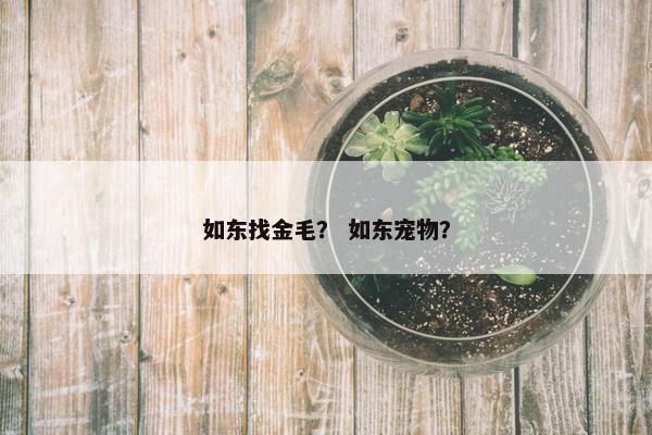 如东找金毛？ 如东宠物？