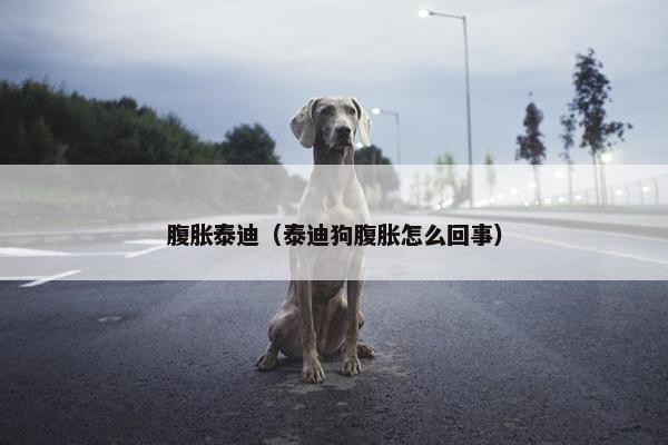 腹胀泰迪（泰迪狗腹胀怎么回事）