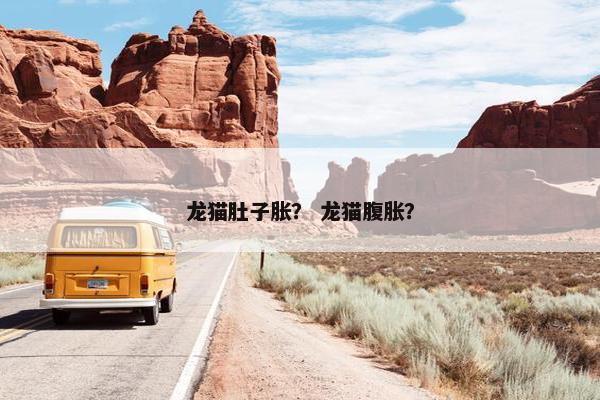 龙猫肚子胀？ 龙猫腹胀？