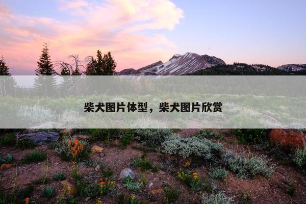 柴犬图片体型，柴犬图片欣赏