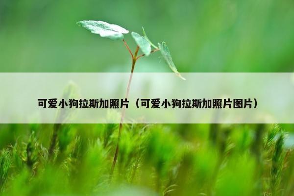 可爱小狗拉斯加照片（可爱小狗拉斯加照片图片）
