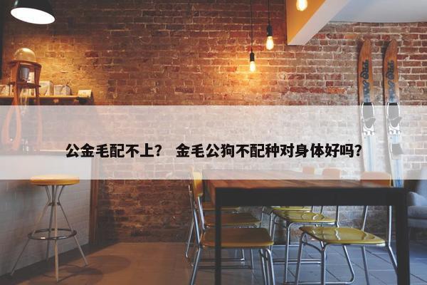 公金毛配不上？ 金毛公狗不配种对身体好吗？