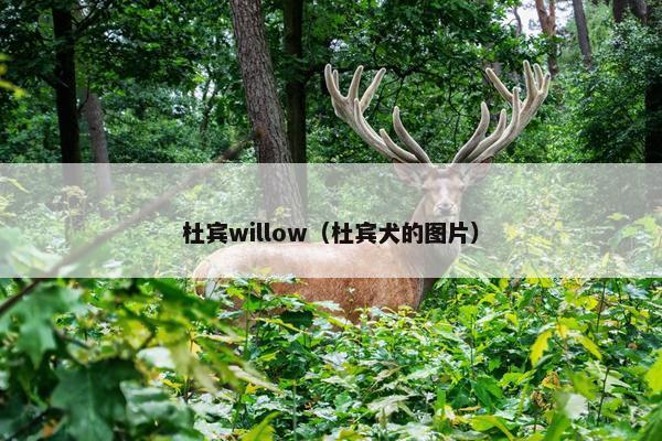 杜宾willow（杜宾犬的图片）
