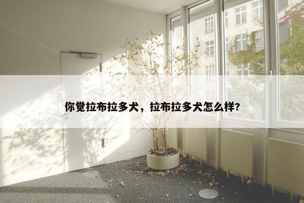 你觉拉布拉多犬，拉布拉多犬怎么样?