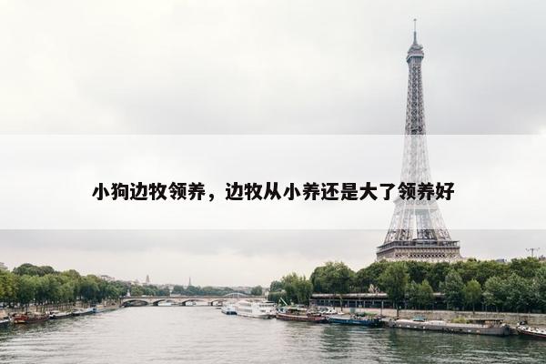 小狗边牧领养，边牧从小养还是大了领养好