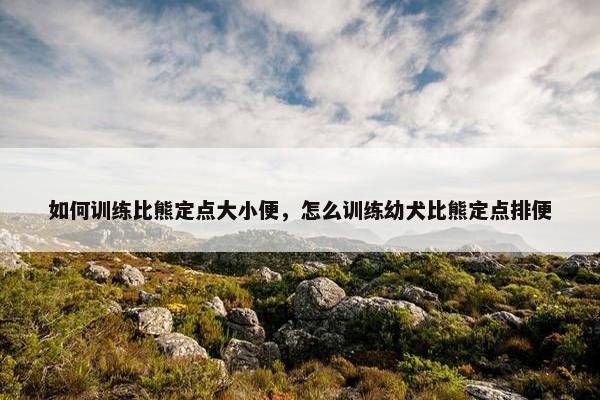 如何训练比熊定点大小便，怎么训练幼犬比熊定点排便